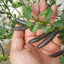 보라색라임 이미지