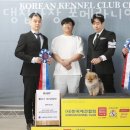 댕집사장 포메라니안 이미지