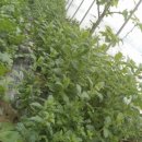 성림농장 이미지