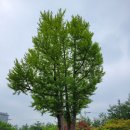 일자산자연공원(잔디광장옆) | [힐링/강동] 볼것이 많은 일자산공원,허브천문공원
