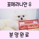야옹아 멍멍해봐 아산점 이미지