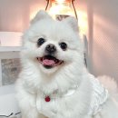 쥬뗌몽슈 이미지