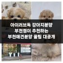 아이러브독 강아지 부천점 | 아이러브독 강아지분양 부천점이 추천하는 부천애견분양 꿀팁 대공개