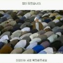 피터캣 이미지