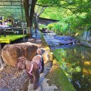 금화애견 | 대구 인근 팔공산 애견동반 가능한 계곡식당 &#39;도깨비식당&#39; 내돈내산 솔직 후기