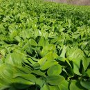 한진농장 2 이미지