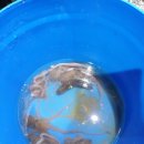 안면도 카사블랑카 이미지