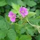 오름나그네 이미지