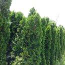 여주-0091 이미지