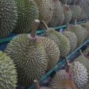 두리안 이미지