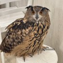 2024-03-0022 - 옥천군 | 2024/03 일본 도쿄 아키하바라 부엉이 카페(Owl Cafe Tokyo) 후기