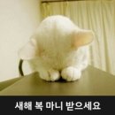 박씨물고온제비 네이버블로그