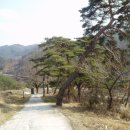 압곡1구 Daum카페
