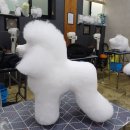 이정민애견미용학원 이미지