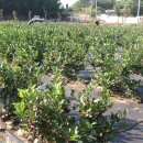 대성농원 이미지