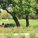 태화강국가정원 이미지