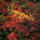 푸른정원펜션 이미지