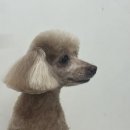 몽이애견미용 | 🐶 대구 남구 애견미용 추천, “하이 구름”에서 몽이 미용하고 온 솔직 후기 ☁️✂️