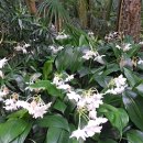 유카리스 이미지