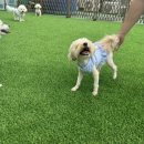 일리키독 이미지