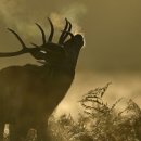 경보사슴 이미지