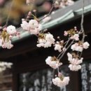 일본어(원어민 중급회화B) 이미지