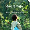숲멍 이미지