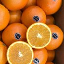 퓨어블랙 고당도 오렌지 특가판매&뉴질랜드산 골드키위!!!!! 이미지