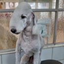 개미애견미용실 이미지