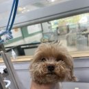 뽀송 애견미용 | 목포 애견미용 후기 – 봉식이의 변신 이야기