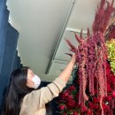 쟈뎅드마망 이미지