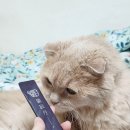 글루텐과사람들연구소 | 수술 후 고양이 영양제 묘진단 급여 기호성 좋은 고양이 츄르