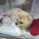 다산동물병원 | 남양주24시 동물병원 정보 및 가격! 강아지 뇌수막염 빈혈로 인한 입원 후기 ㅠㅠ