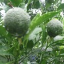 이슬농장 이미지