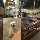 똔뽈숯불구이 | 구미 송정동 애견동반 식물소품샵 누누메 신상 소품샵