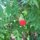 대장나무숲놀이터 이미지