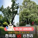 신천리 | 김해 이팝나무 명소 천곡리·신천리 방문 후기 | 5월 김해 가볼만한곳