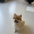 독구(DOGGOO)