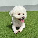 뽀글뽀글 반려견 유치원&호텔 | 광주애견호텔 추천) 마마스미독펜트하우스, 전문적인 반려견 유치원&amp;호텔 후기