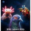 학계도 설명이 어려운 초능력을 가진 동물 9종 이미지