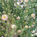 늘청춘건강원 이미지