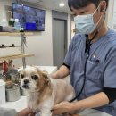 푸른동물병원(출장진료전문병원) | 광주 신흥동 동물병원에서 알려드리는 강아지 심장질환 초기 증상!