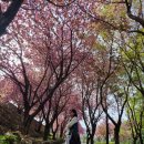 (주)남해관광 | 4월 꽃놀이 경남 겹벚꽃 남해 설리스카이워크 다랭이마을 유채꽃 실시간 여행
