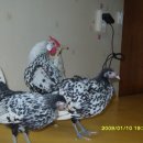 미니농장 이미지