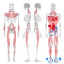 [망원동 pt] 골반 통증 개선 바디컨설팅 수업 후기