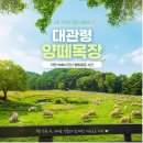 가볼만한 곳ㅣ 온 세상이 푸릇푸릇! 대관령 양떼목장 네이버 예약 및 건초체험, 주차장 등 체험 솔직 후기