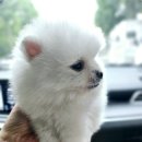 냥만스럽개 이미지