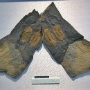 영월화석박물관 이미지