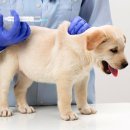 24시 블레스동물메디컬센터 이미지