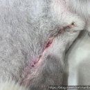 선부중앙동물의료센터 이미지